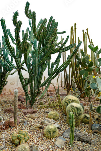 Lots of cacti photo