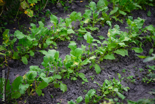 Lettuce (Lactuca sativa), a plant in the garden