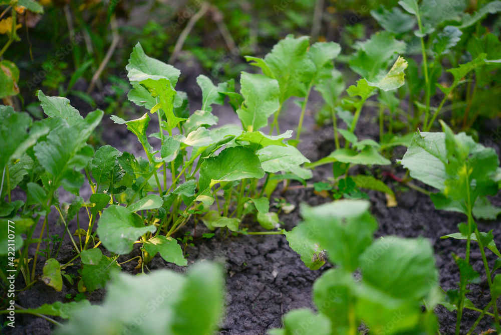 Lettuce (Lactuca sativa), a plant in the garden Lettuce (Lactuca sativa), a plant in the garden