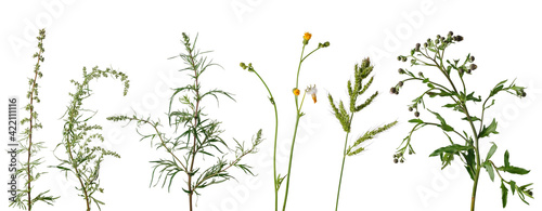 Many wild meadow plants with flowers and leaves on white background