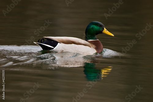 Closeup of male mallard duck and reflection in the water. 
