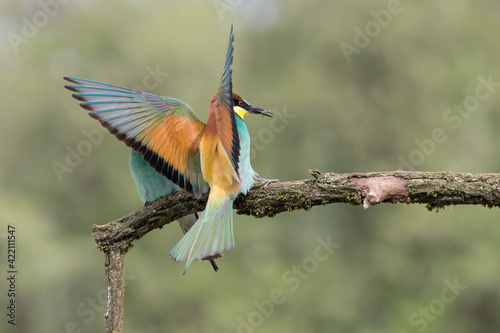 European bee eater male lands on branch with wasp in the beak (Merops apiaster) © manuel