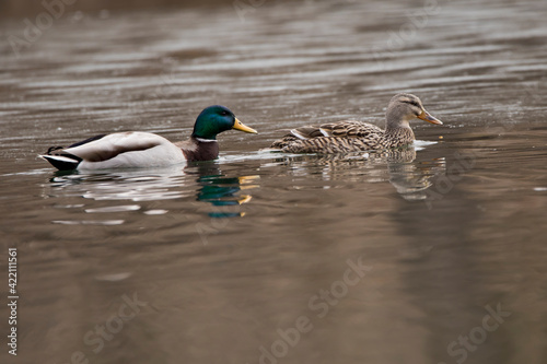 Male and female mallards swimming in water