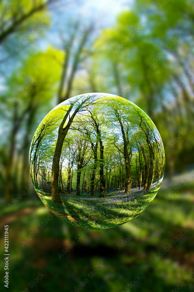 A beech woodland in spring with bluebells through a fish-eye lens, Cardiff, South Wales, UK, seen through a floating crystal ball A beech woodland in spring with bluebells through a fish-eye lens, Cardiff, South Wales, UK, seen through a floating crystal ball