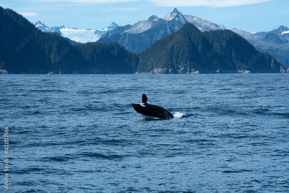 Whale Breaching in Alaska with Mountain Landscape Whale Breaching in Alaska with Mountain Landscape