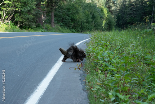 Porcupine walking across the road into grass