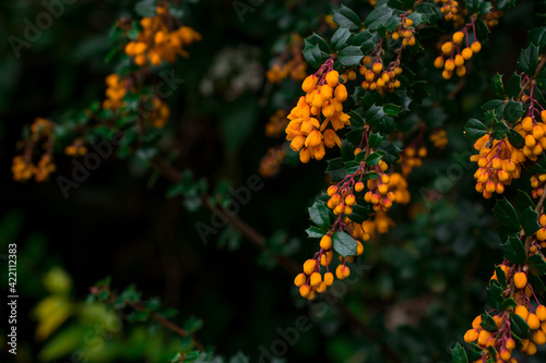 Closeup of orange buds on a Berberis darwinii shrub photo