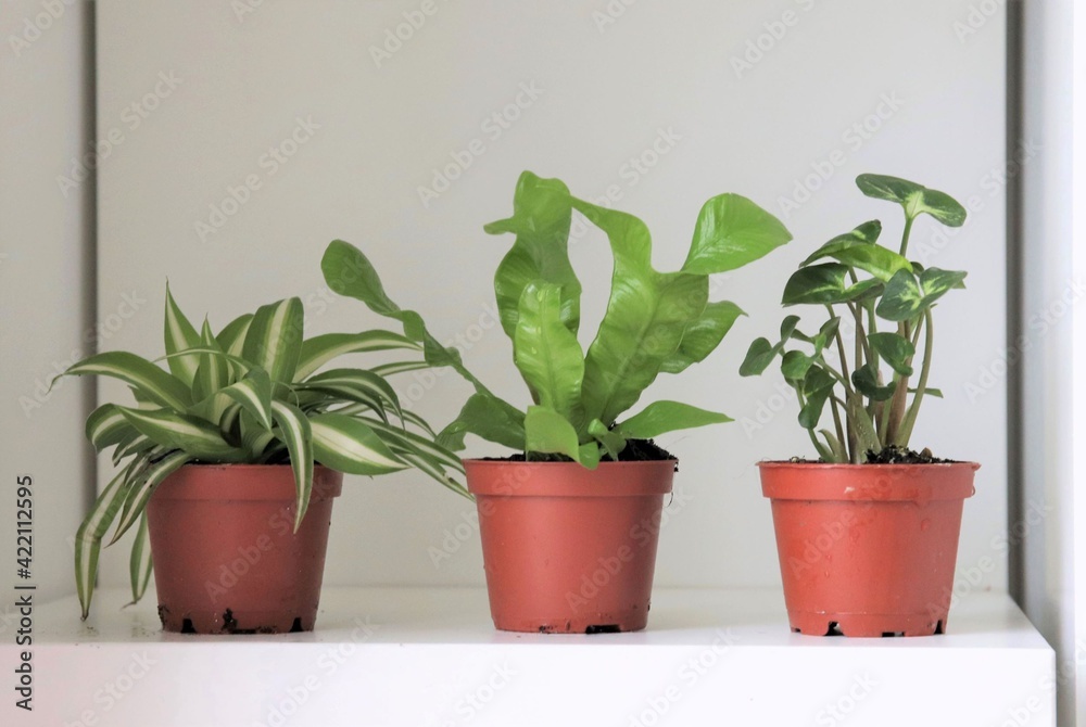 Three small house plants growing in a row on a white shelf at home. The house plants are a spider plant, a bird's nest fern and an arrowhead plant. Three small house plants growing in a row on a white shelf at home. The house plants are a spider plant, a bird's nest fern and an arrowhead plant.