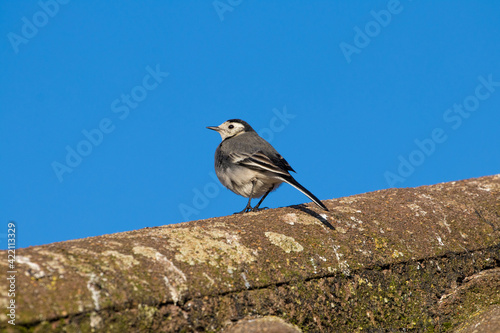 Pied Wagtail bird, Motacilla alba, perched on a rooftop against a clear blue sky background.