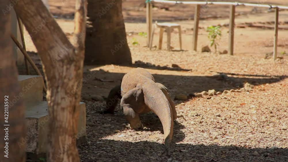 Big Komodo dragon slowly roaming around barren Landscape enclosure in Sumatra, Indonesia - Wide tracking shot Big Komodo dragon slowly roaming around barren Landscape enclosure in Sumatra, Indonesia - Wide tracking shot