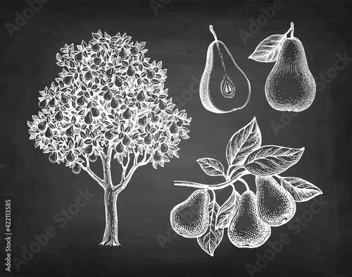 Chalk sketch of pear.