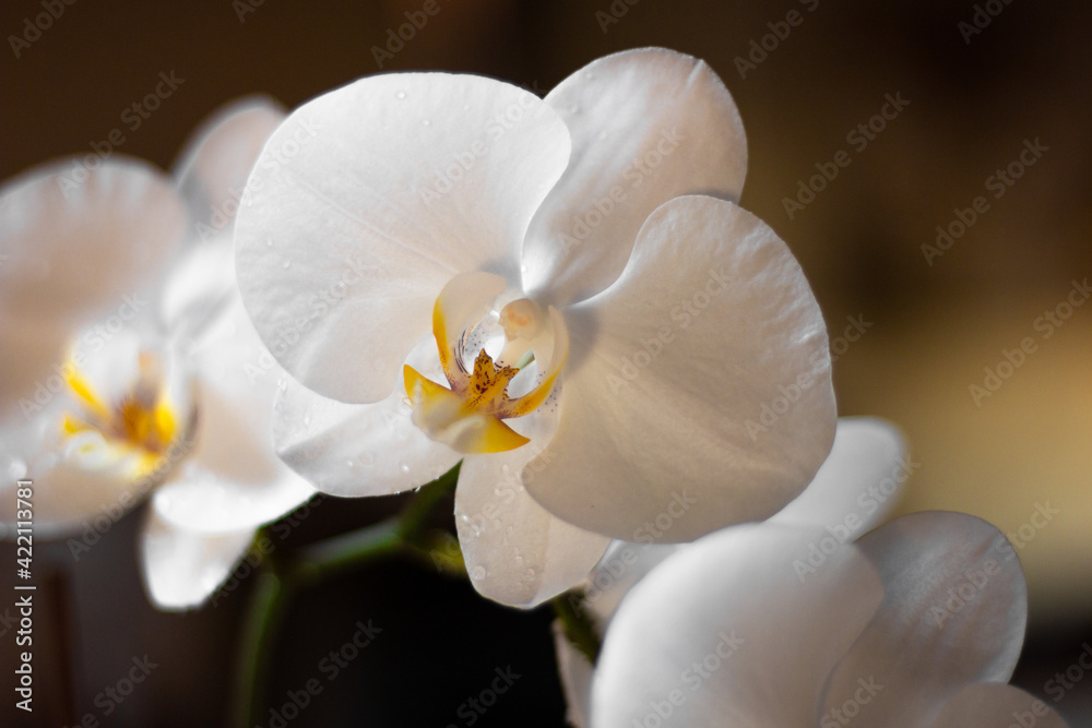Orchidea Bianca Orchidea Bianca