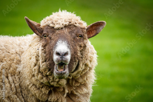 Surprised Looking Sheep