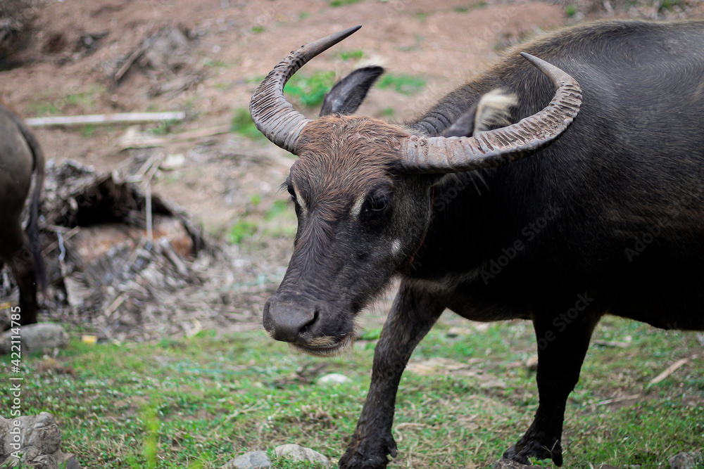 Big black buffalo that was raised by humans.
