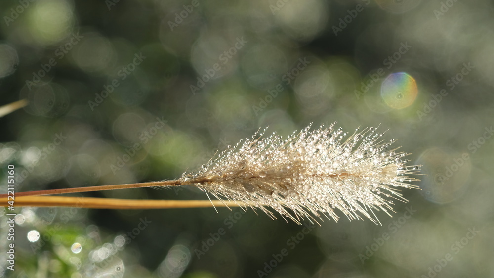 Spikelet in the morning, in the sun