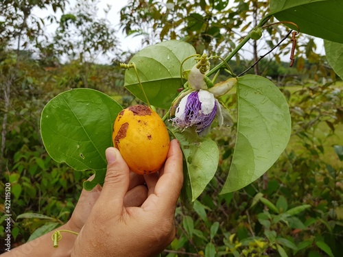 Passiflora cincinnata and flower is a species of Passiflora from Brazil.  photo