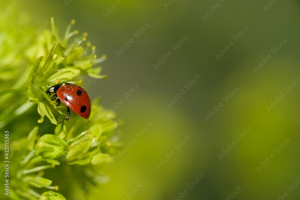 A ladybug sits on a bud. Sunny day. A ladybug sits on a bud. Sunny day.