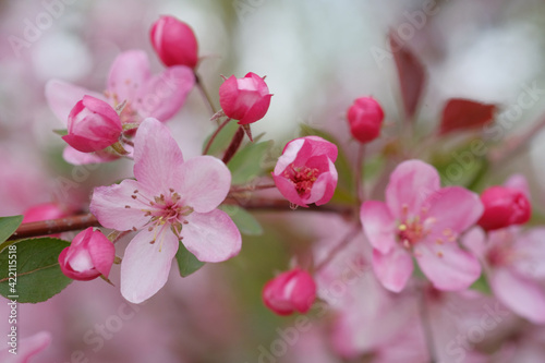 Pink apple blossom and leaves on a blurred background.