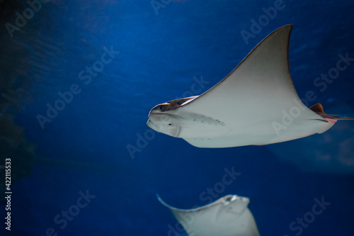 cownose ray swimming in the water   fish underwater in the aquarium 