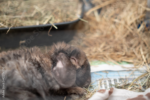 A domestic pet lop eared rabbit fast asleep in its cage. With intentional selective focus, shallow depth of field and bokeh