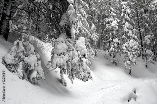 zima w Tatrach, Zakopane, atak zimy, opady śniegu, śnieżyca