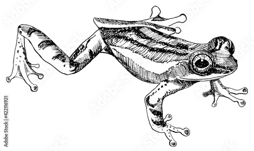 line drawing of frog