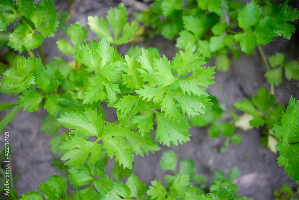 Celery (Apium graveolens) - leaves in the garden Celery (Apium graveolens) - leaves in the garden