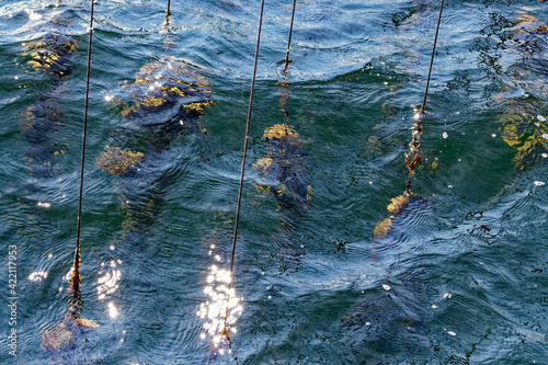 Oysters Production In south of France