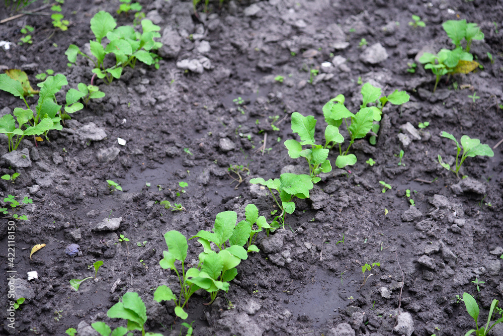 Lettuce (Lactuca sativa), a plant in the garden Lettuce (Lactuca sativa), a plant in the garden