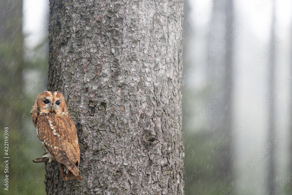 Obraz premium Tawny owl is posing on a tree branch in falling snow. 