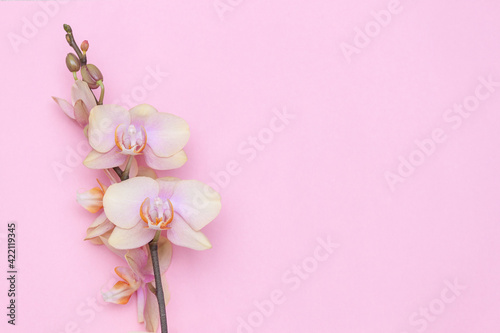 Beautiful Phalaenopsis orchid flowers on pastel pink background top view flat lay. Copy space. Flower card for woman, girl, wife.