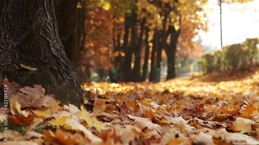Sliding video: Unfocused woman running in the autumnal park. Foreground yellow leaves focus. Back to normal and Active people concept footage.