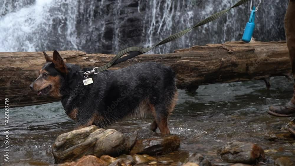 Alert and adorable pet dog on a leash in the river water with a waterfall in the background Alert and adorable pet dog on a leash in the river water with a waterfall in the background
