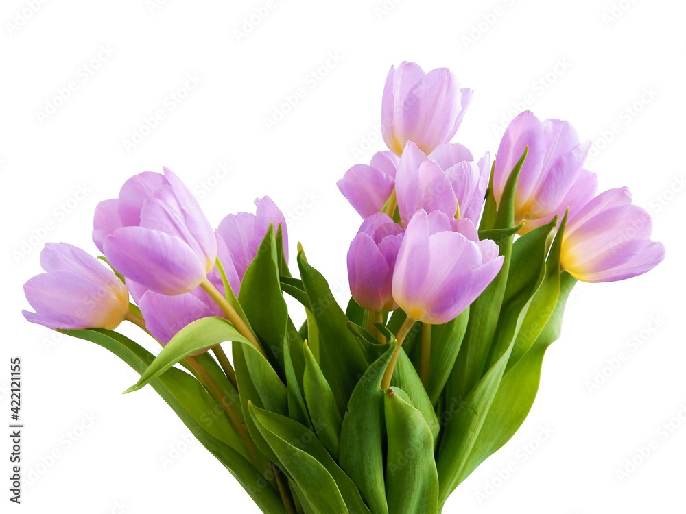 multicolor,beautiful tulips as spring flowers multicolor,beautiful tulips as spring flowers