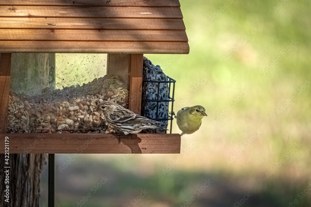 Naklejka premium Sparrows eat at a bird feeder in spring