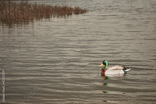 Brightly colored duck swimming over calm waters of a lake