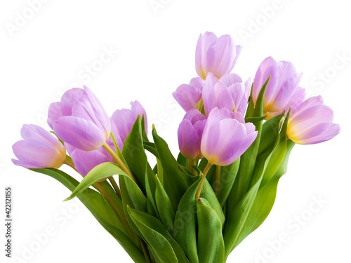Fototapeta Naklejka Na Ścianę i Meble -  multicolor,beautiful tulips as spring flowers