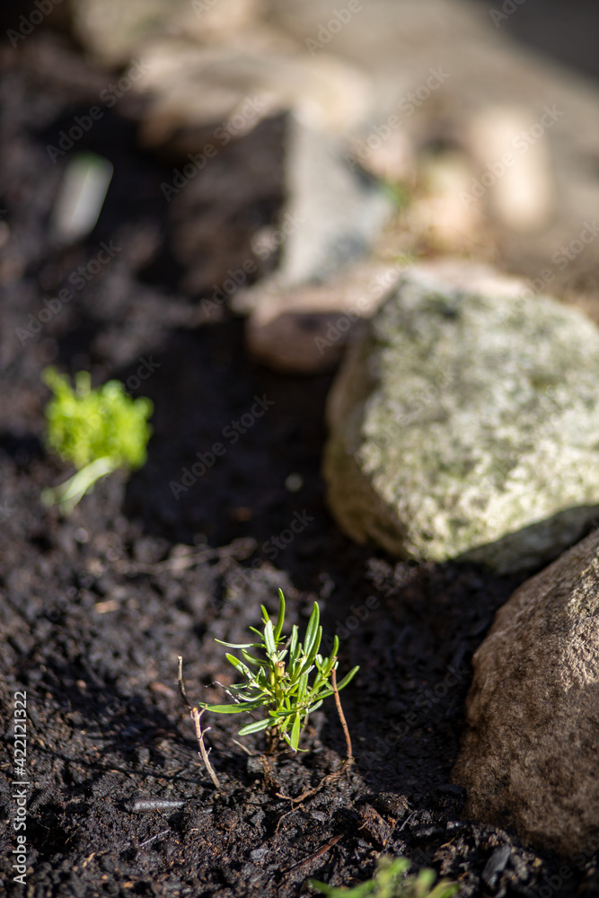Jungpflanze hängender Rosmarin frisch gepflanzt im Steingarten im Frühling Jungpflanze hängender Rosmarin frisch gepflanzt im Steingarten im Frühling