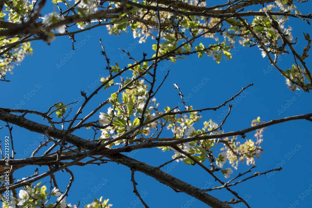 branches against blue sky and white flowers branches against blue sky and white flowers