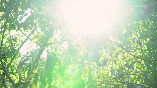 Sunlight shines through the green leaves of the trees in the garden