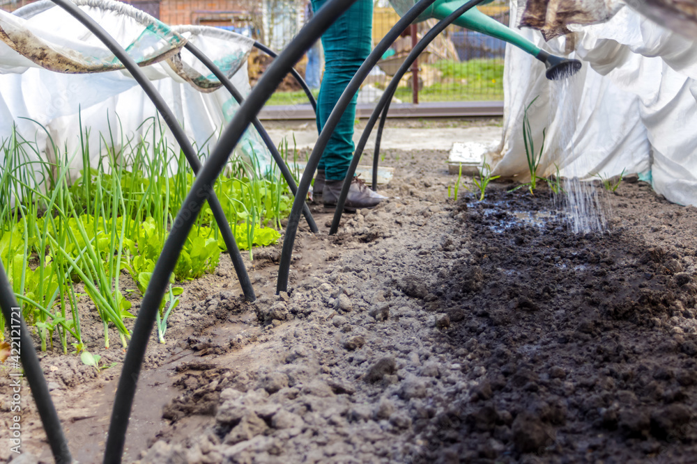 Fototapeta premium Defocus woman gardener is standing near a low tunnel greenhouse. The farmer watering leek and onions. Greens in the greenhouse. Gardening and farming. Organic vegetables. Out of focus
