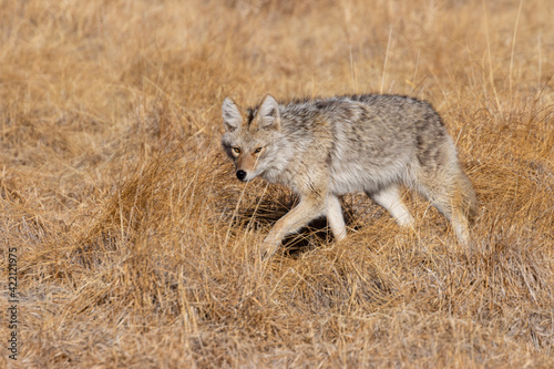 Coyote on the Hunt photo