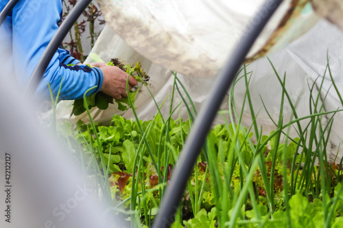Defocus woman gardener is sitting near a low tunnel greenhouse. The farmer holding harvest the lettuce salad onions. Greens in the greenhouse. Gardening and farming. Organic vegetables. Out of focus