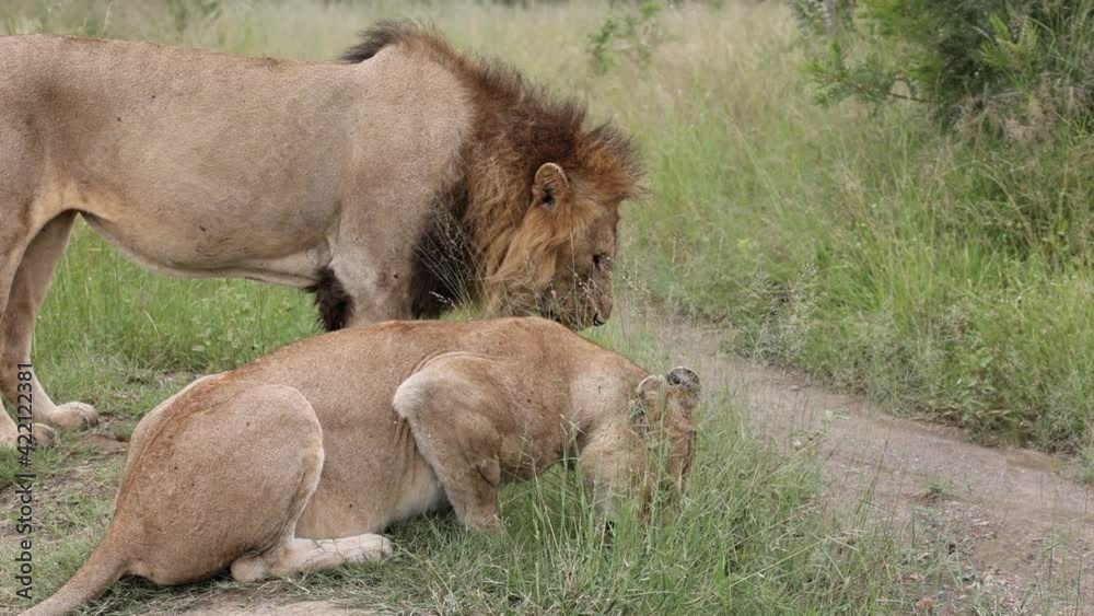 Pair of mating lions walking Pair of mating lions walking