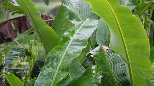 Large green leaves of tropical plants in the rain on rice terraces in Bali.