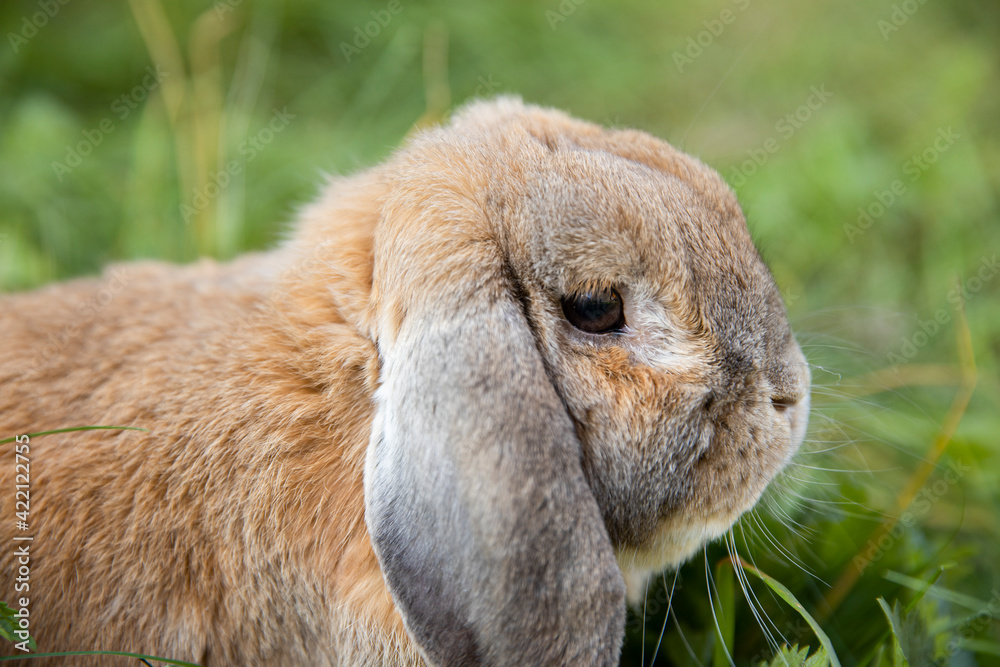 Rabbit fold-eared mini lop sits on the lawn. Little rabbit in the grass. Rabbit fold-eared mini lop sits on the lawn. Little rabbit in the grass.