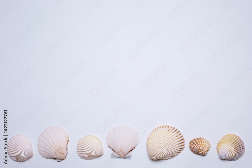 Sea shells on the white background, with free space for text. Top view, elegant flat lay. Beautiful background and template for your design. Sea shells on the white background, with free space for text. Top view, elegant flat lay. Beautiful background and template for your design.