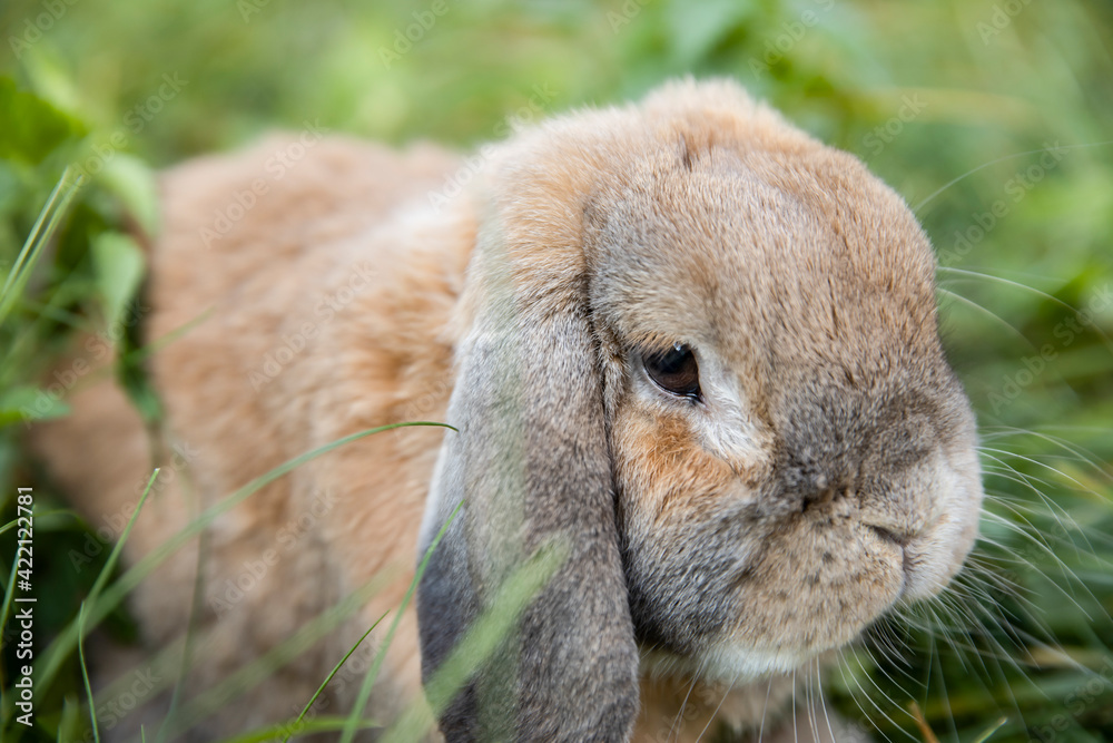 Rabbit fold-eared mini lop sits on the lawn. Little rabbit in the grass. Rabbit fold-eared mini lop sits on the lawn. Little rabbit in the grass.