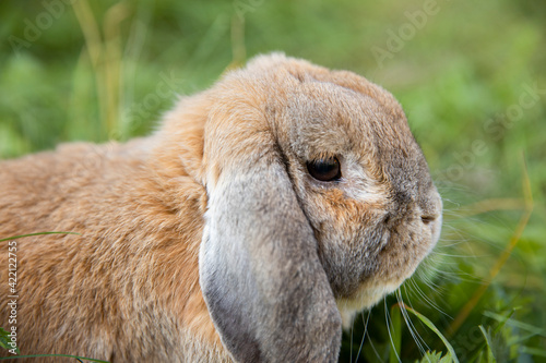 Rabbit fold-eared mini lop sits on the lawn. Little rabbit in the grass.