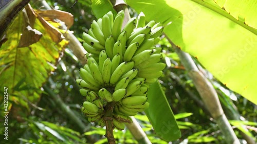 A lot of green bananas hanging on a palm branch. Bali, Indonesia.